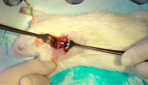 Доклинические исследования проведены на 25 лабораторных крысах.